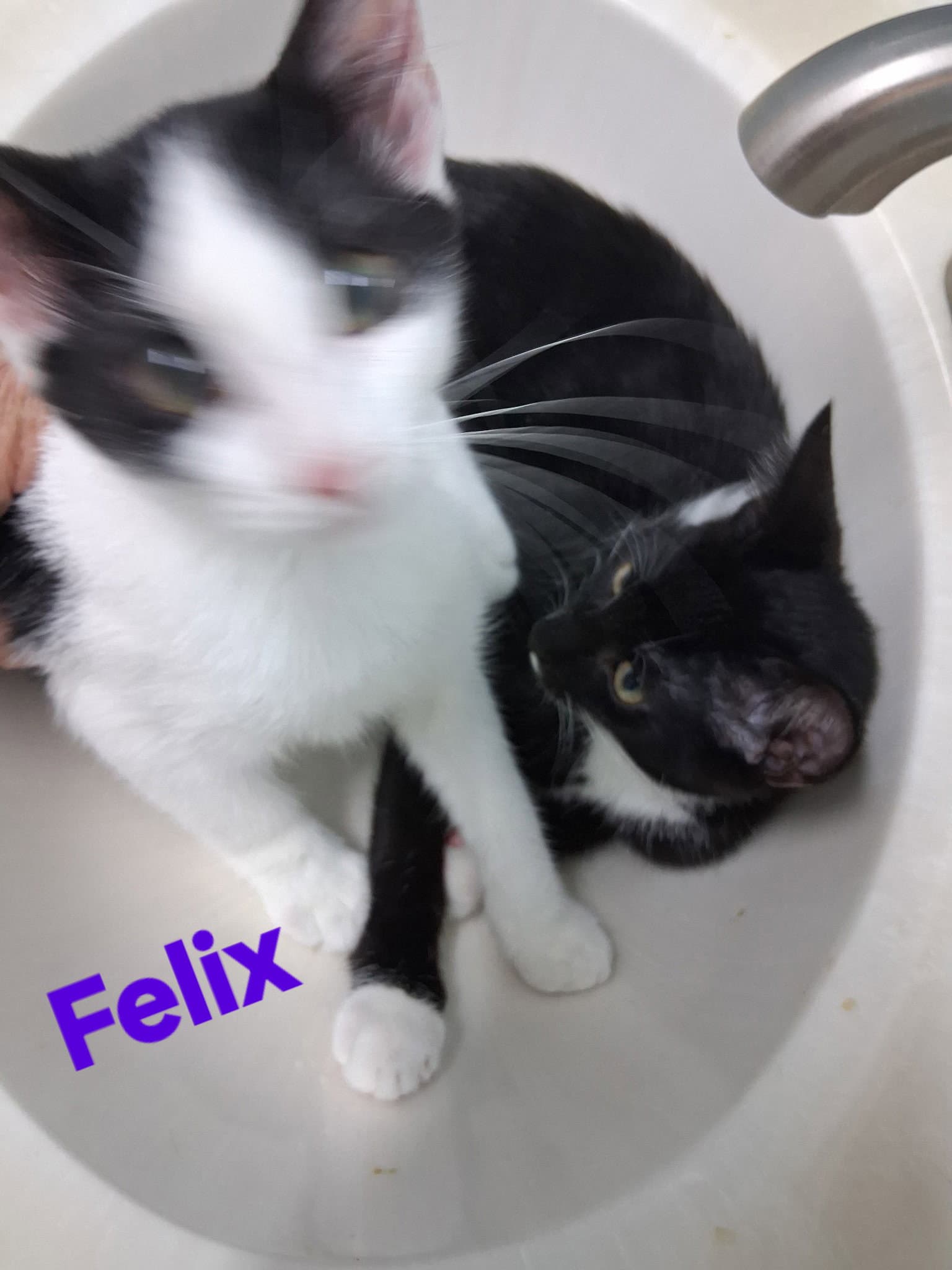 Felix