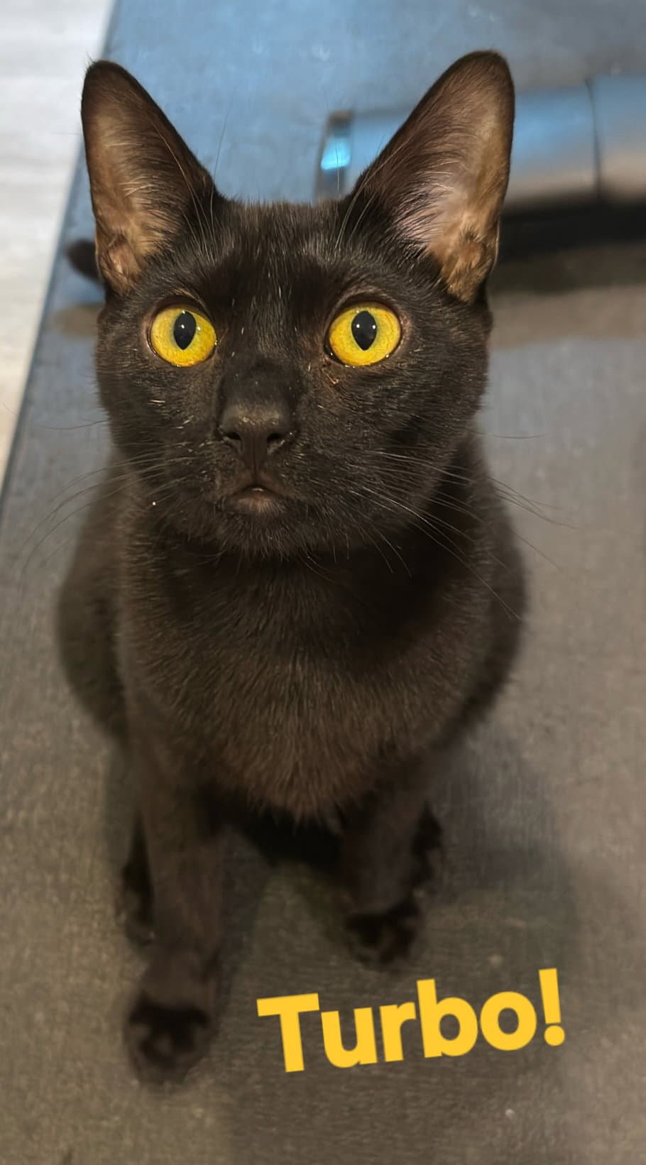 Turbo