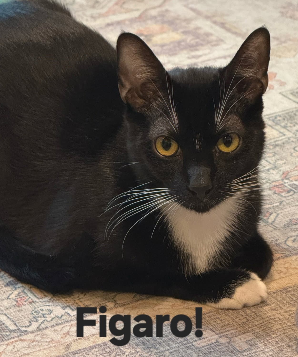 Figaro