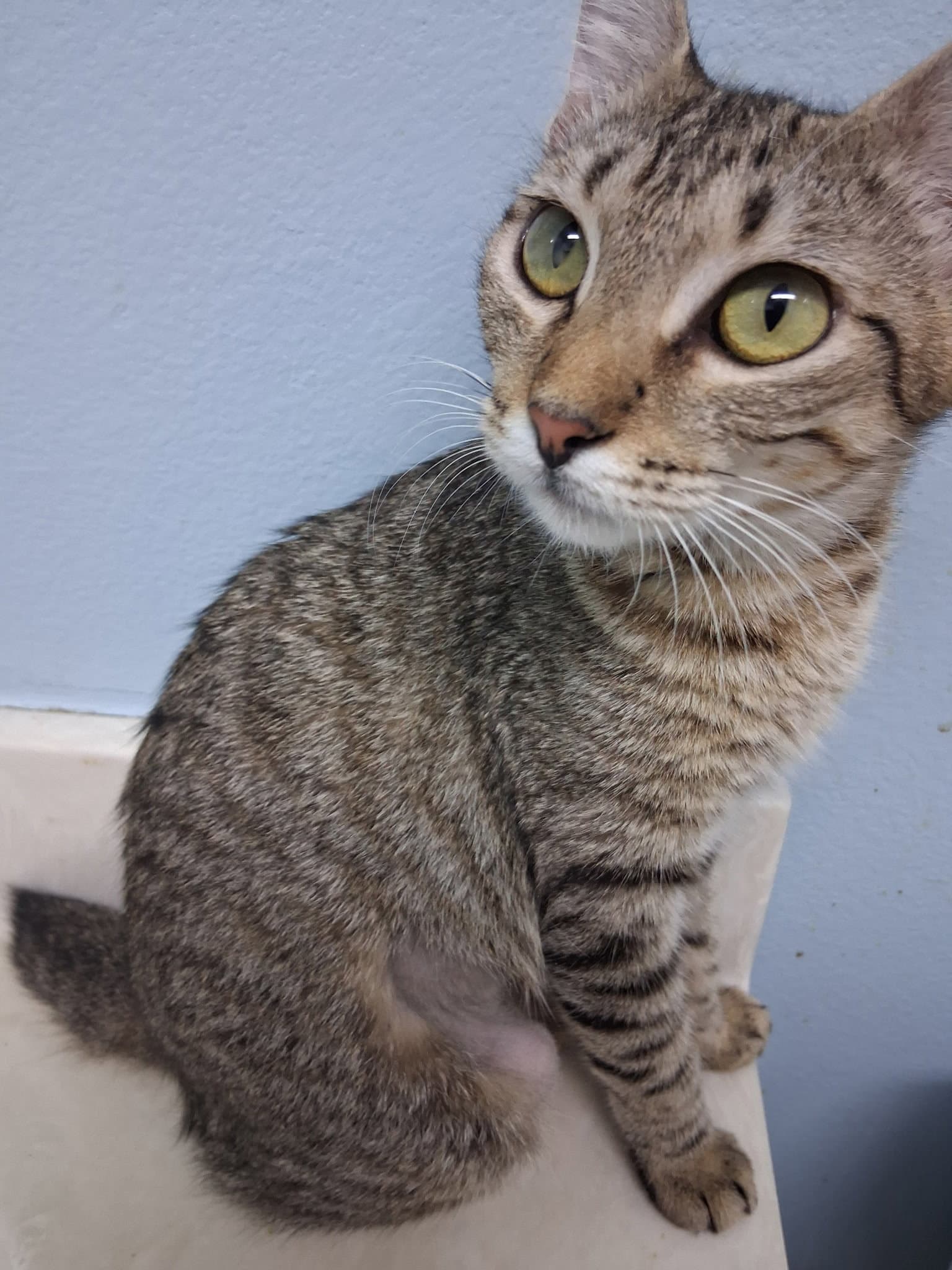Daphne