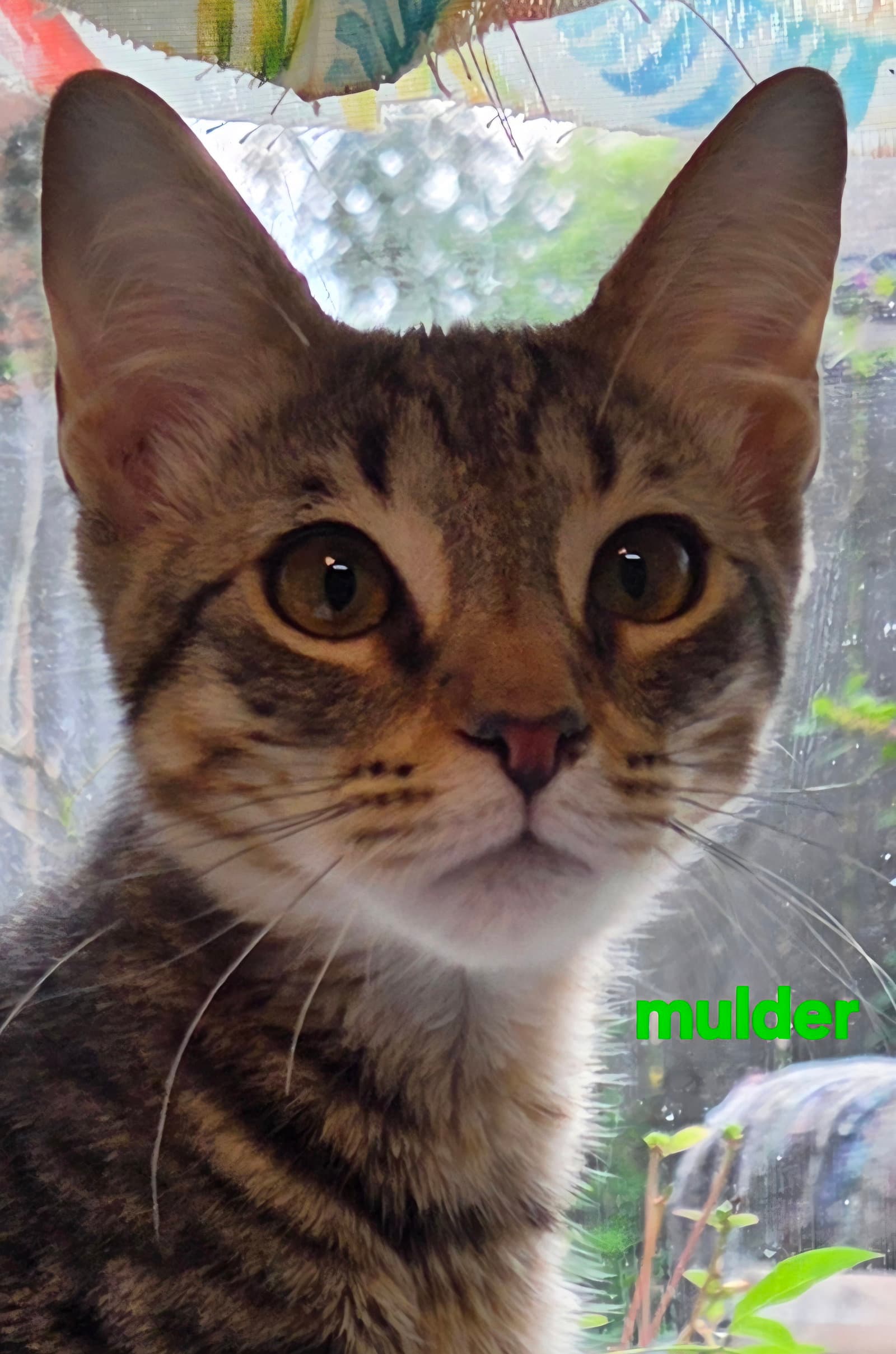 Mulder