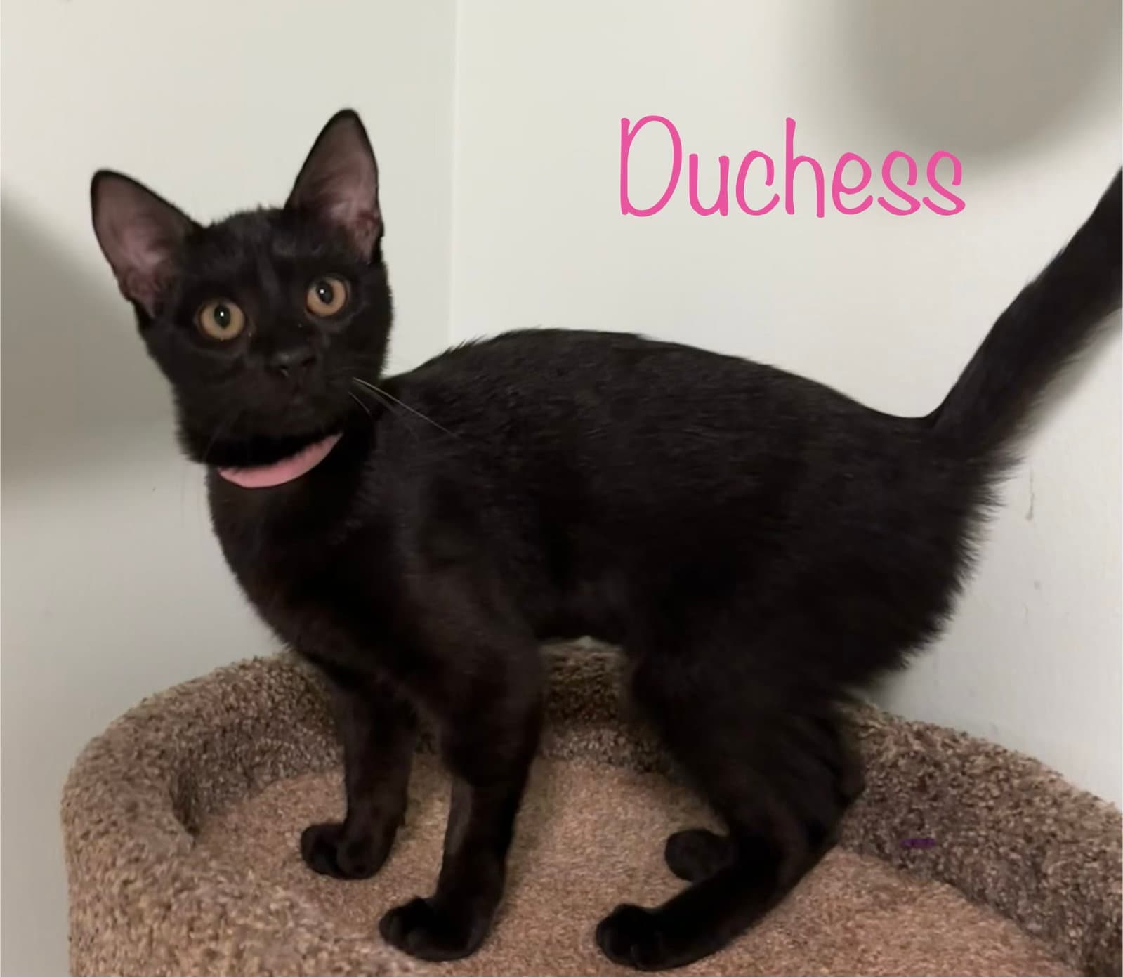 Duchess