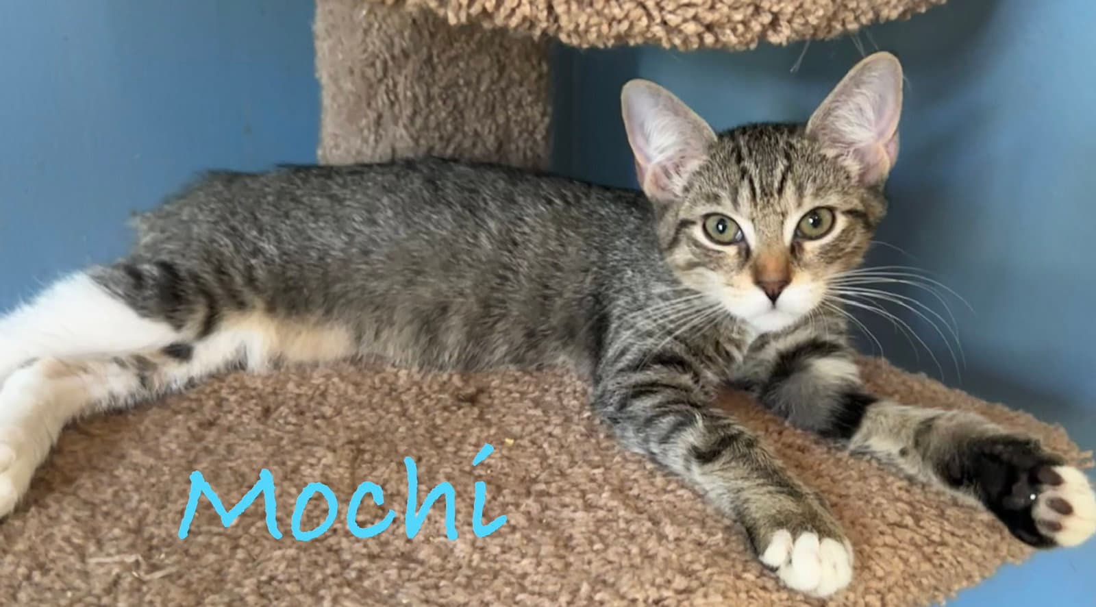 Mochi