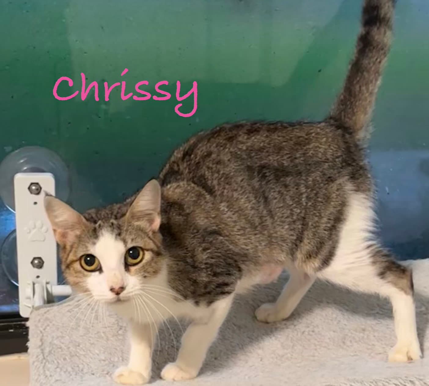 Chrissy