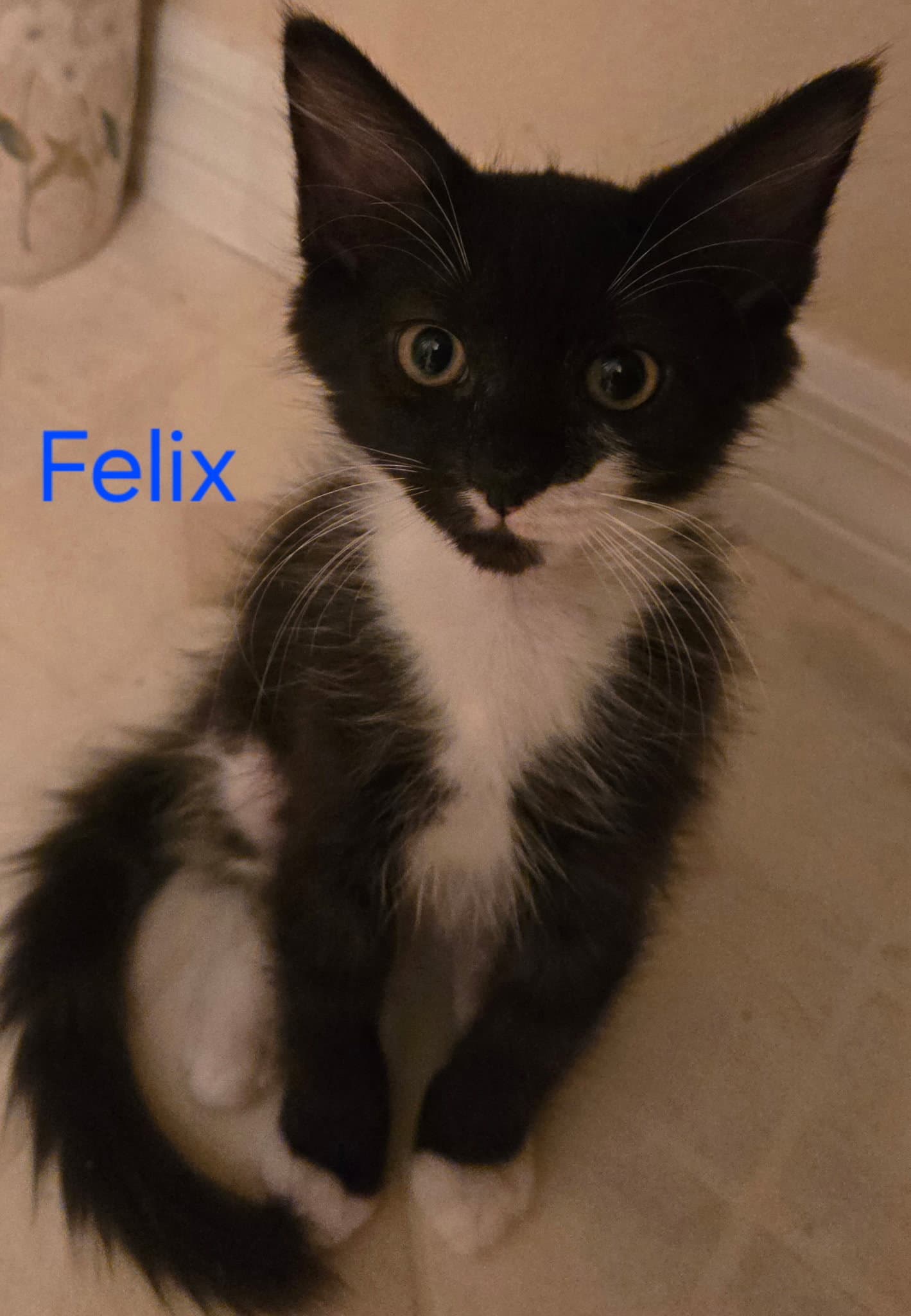 Felix M