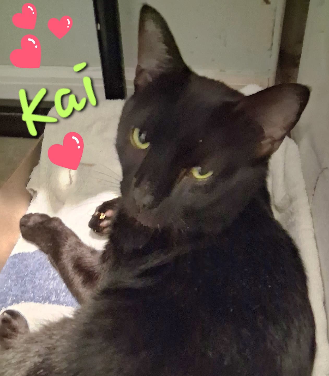 Kai