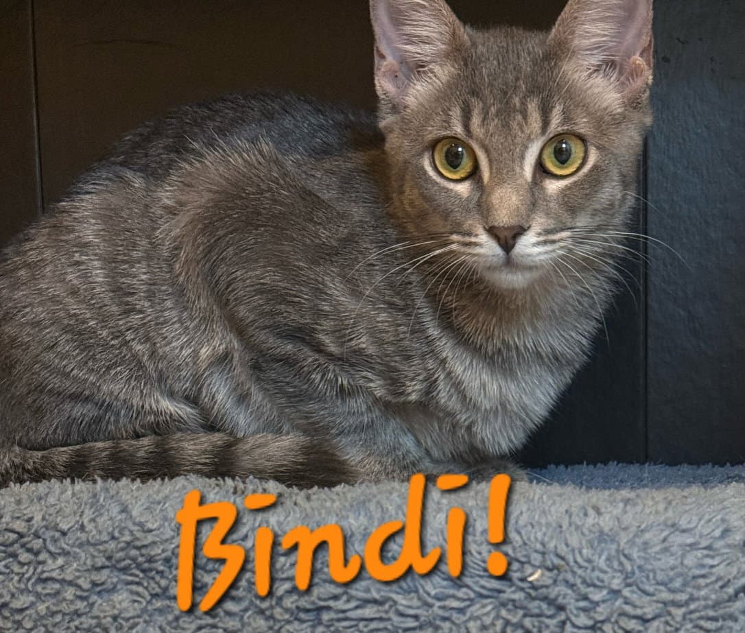 Bindi