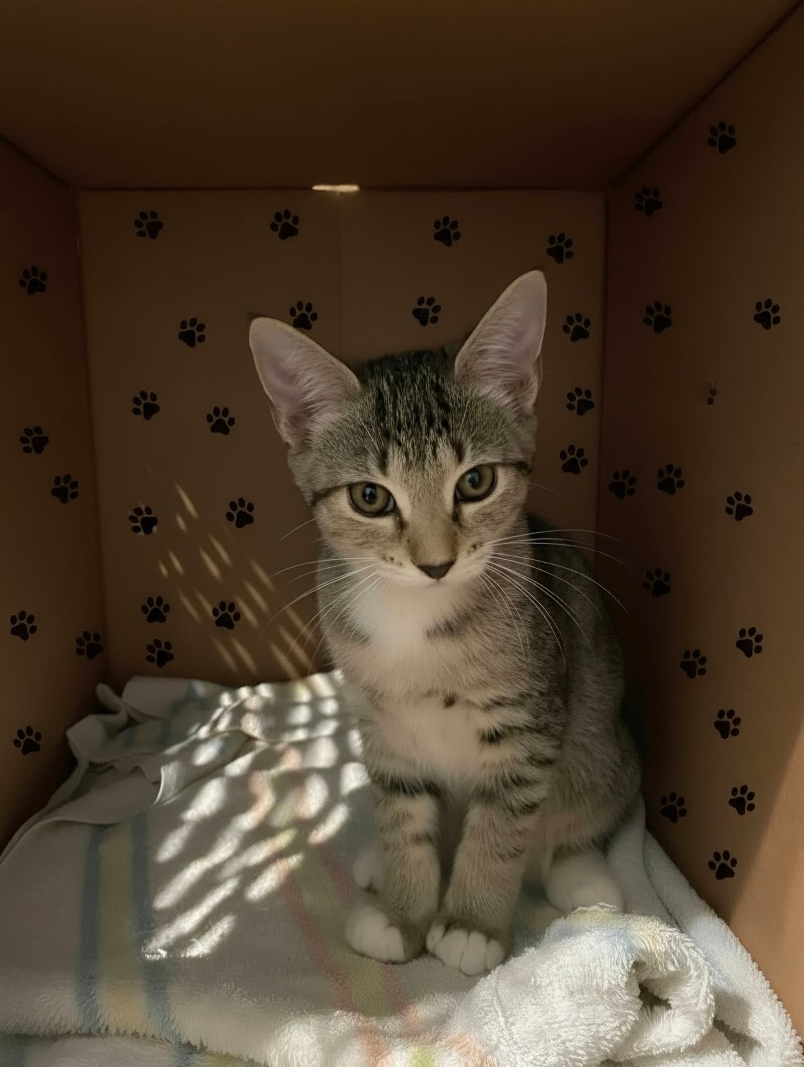 Dinky
