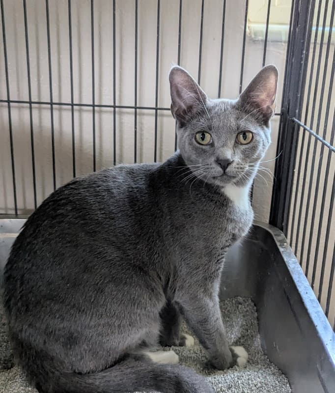 Mimi