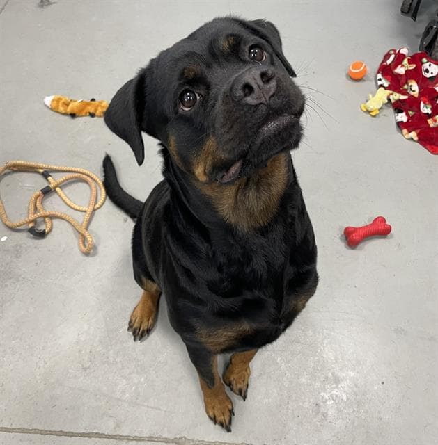 DELILAH