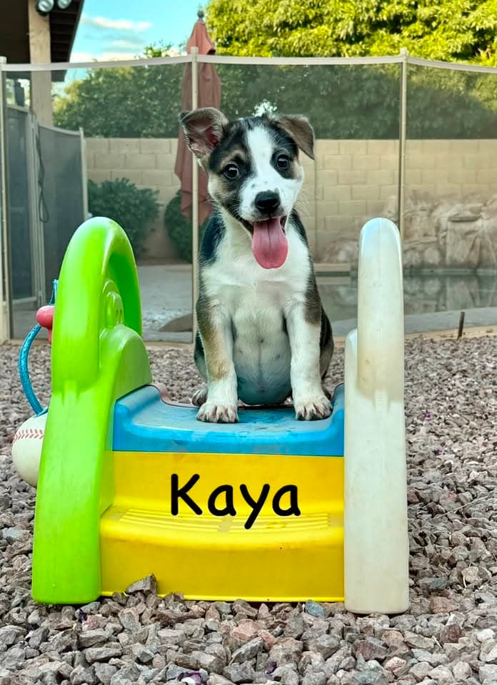 Kaya