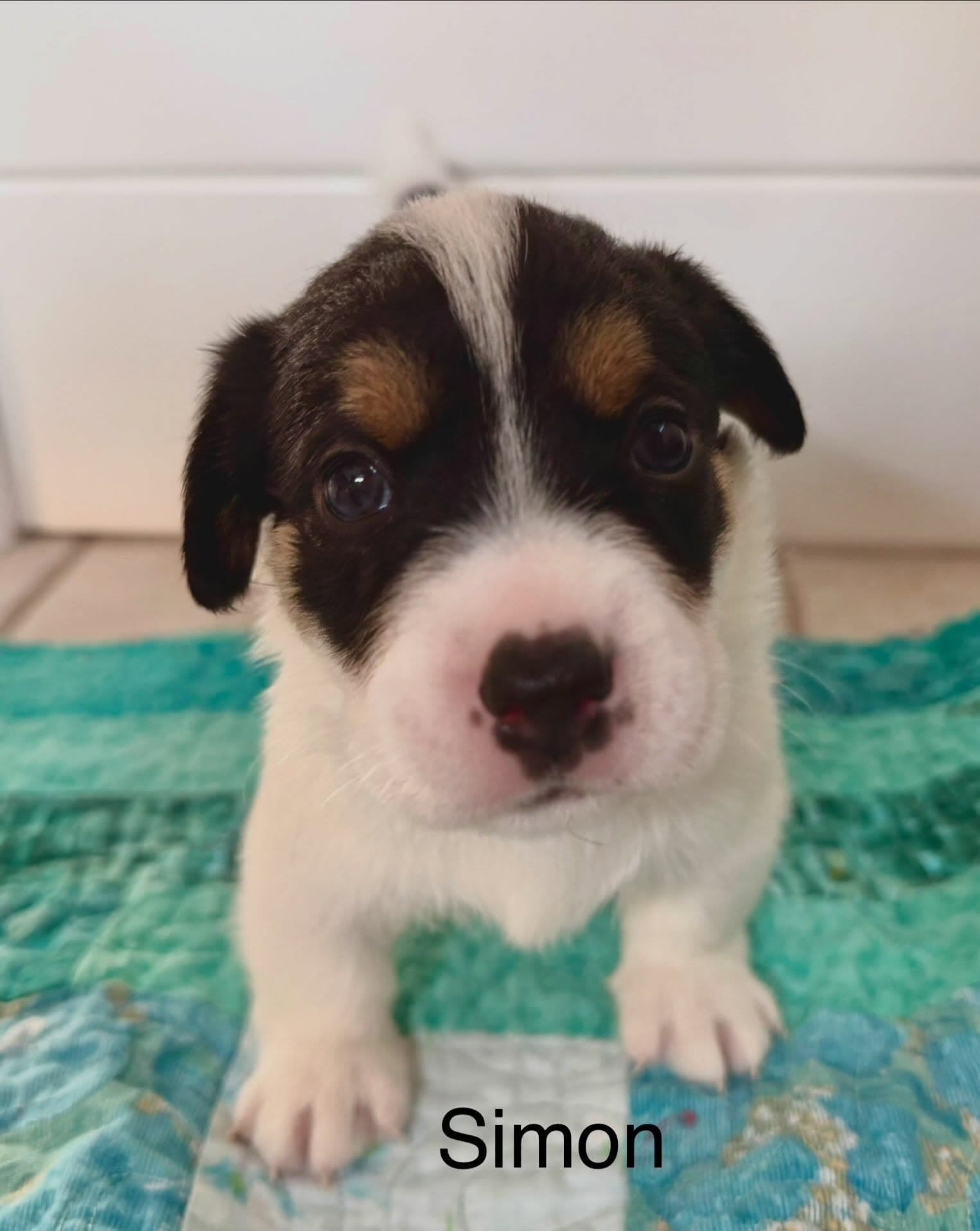 Simon