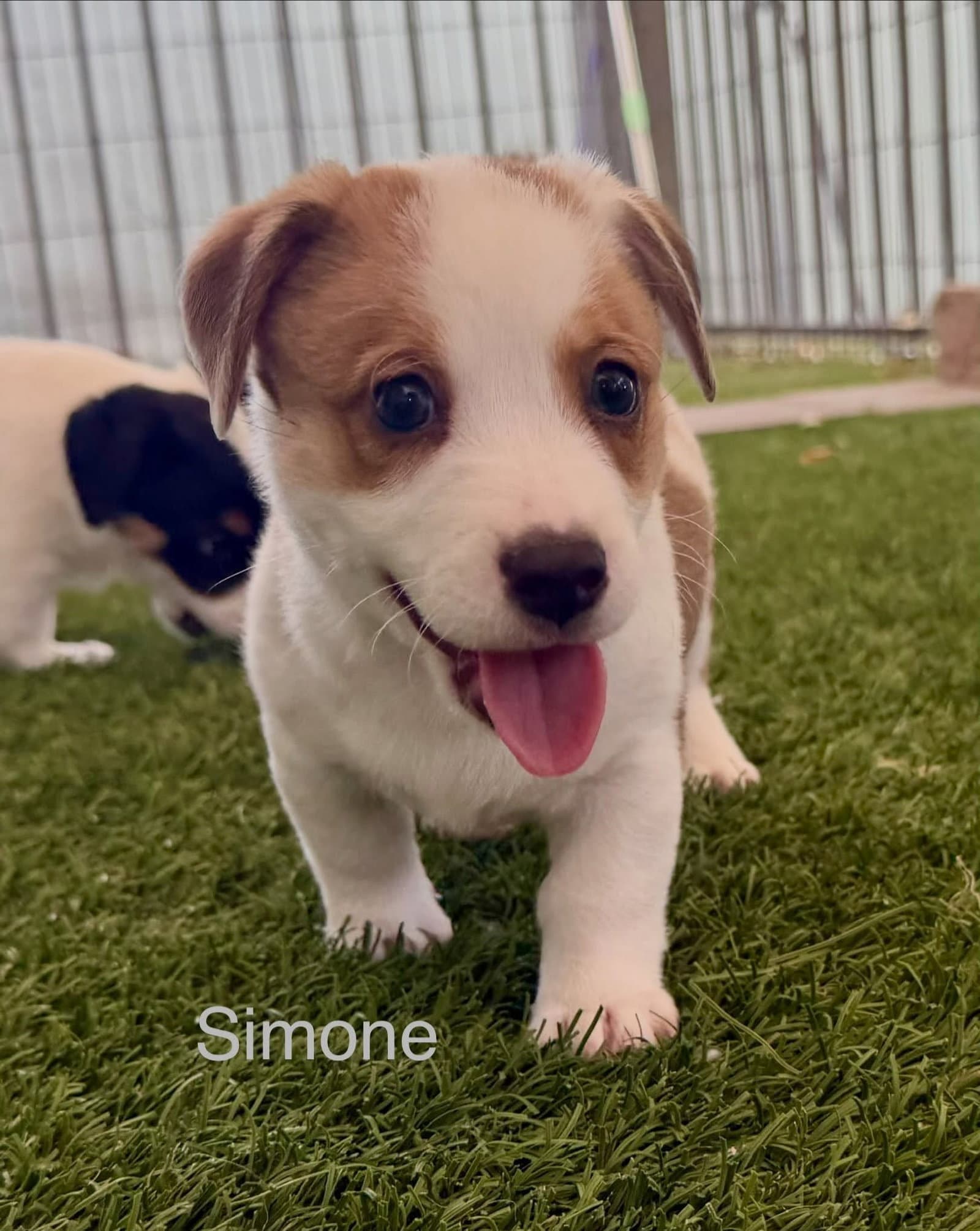 Simone