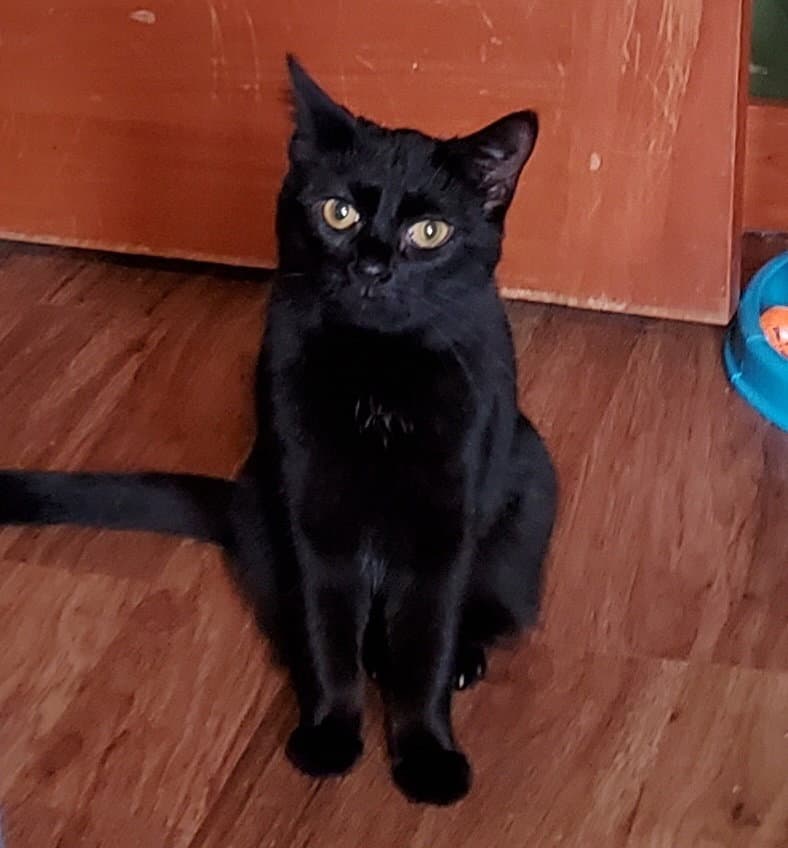 Hogans : Black Beauty Stella