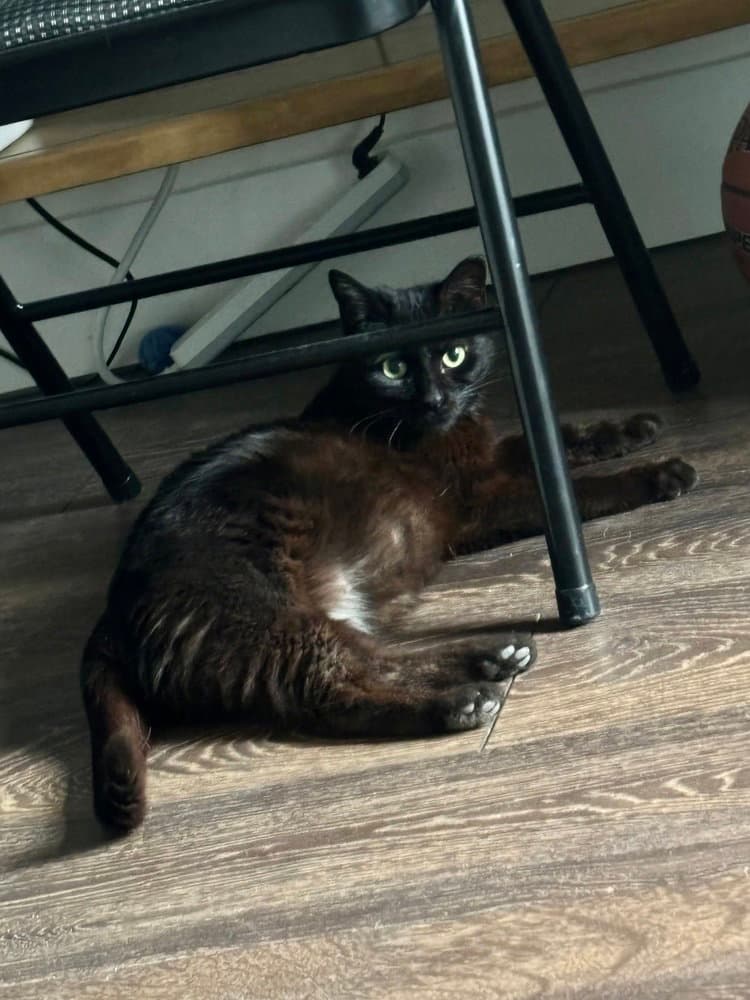 Dudleys : Jynx Kitty