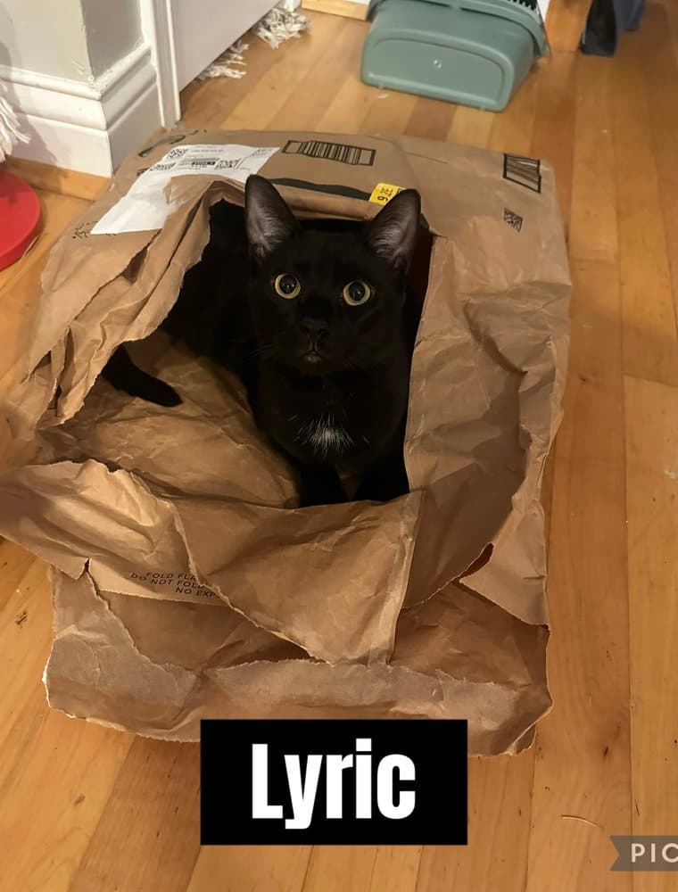 Melody cats : Lyric