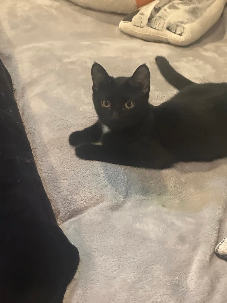 Copacabana Cats :  Lola