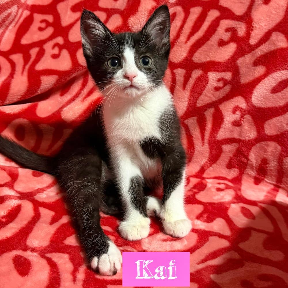 Nautical kittys : Kai