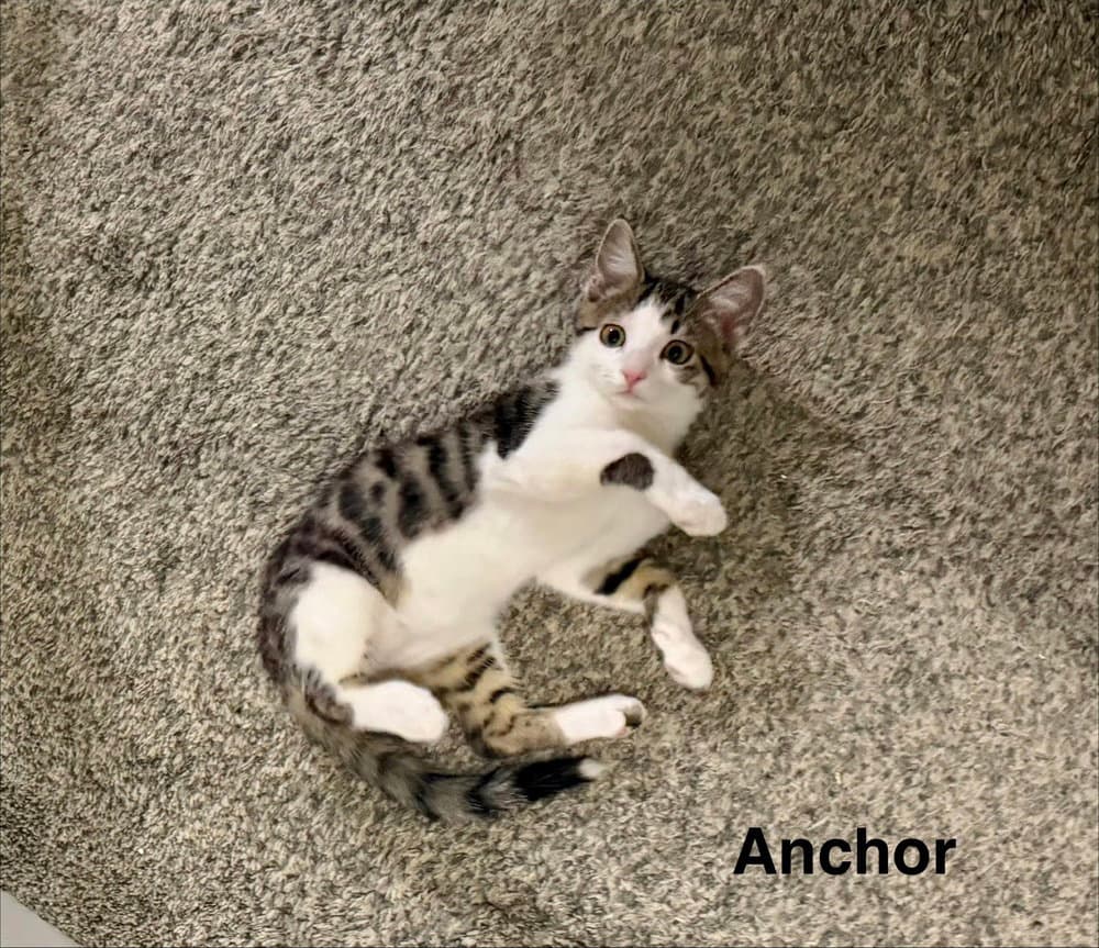 Nautical kittys : Anchor
