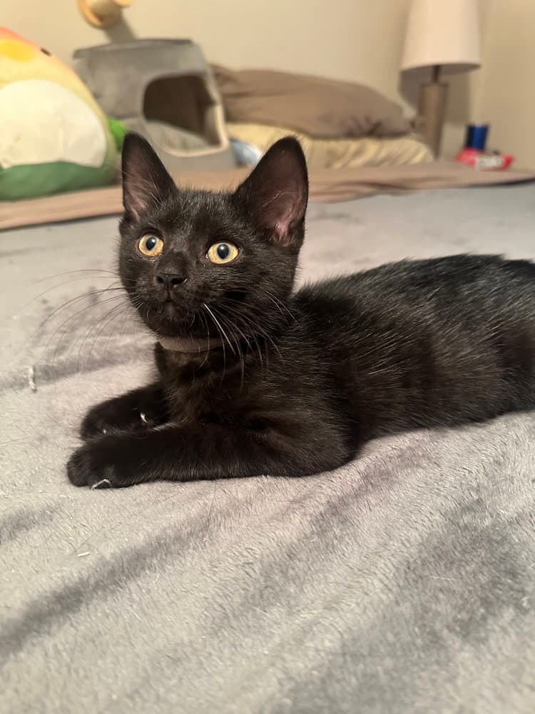 Copacabana Cats :  Rico