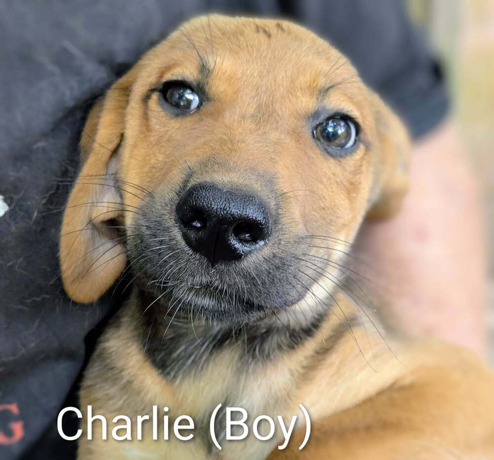 LLP Trixie : Charlie