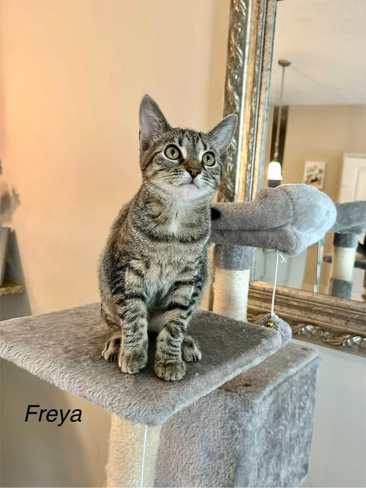JDs : Freya
