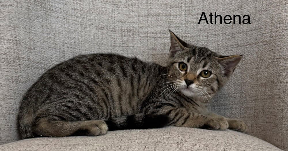 Odyssey Kittens : Athena