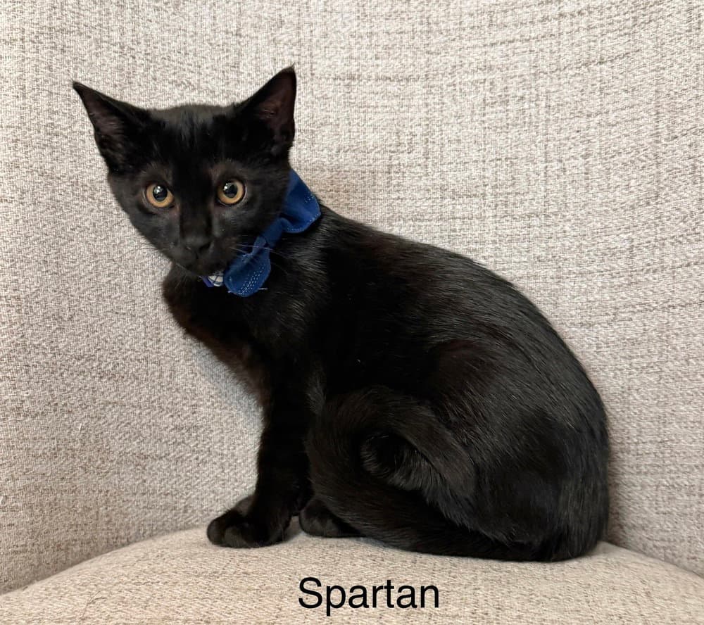 Odyssey Kittens : Spartan