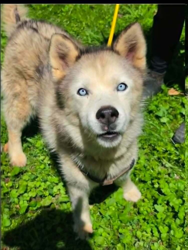 Maya