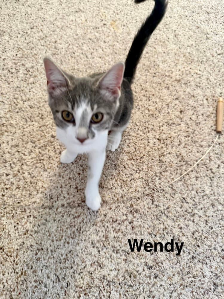 Neverland Kitties : Wendy