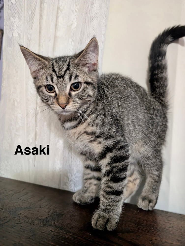 Moon Kitties : Asaki