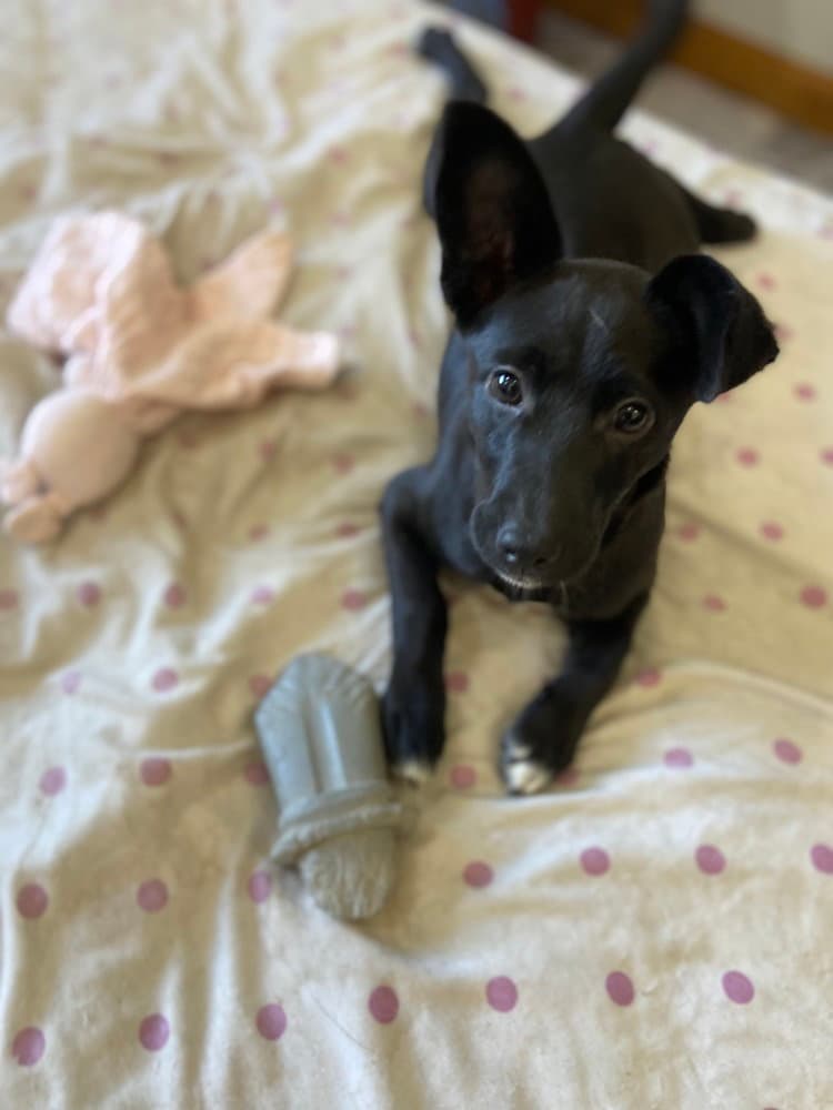 Lil Orphan Luna