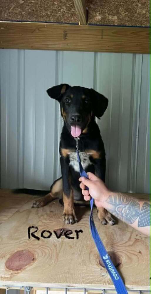 Rover Ralph