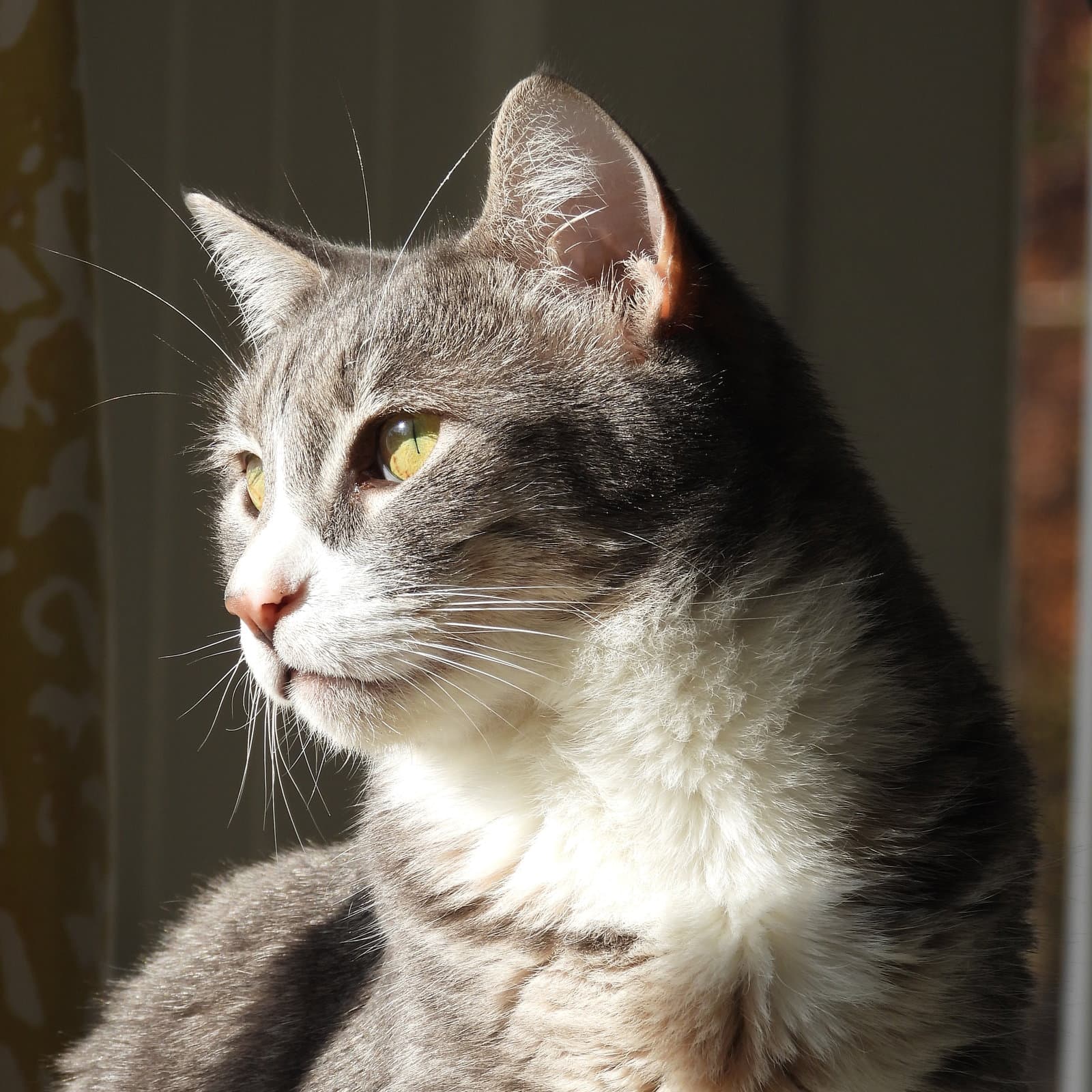 Cleo