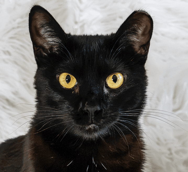 Kitri