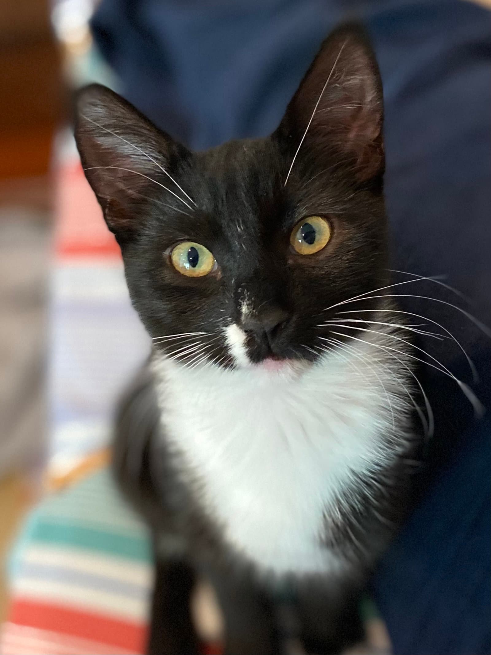 Magik (bonded w/ Darling Clementine)