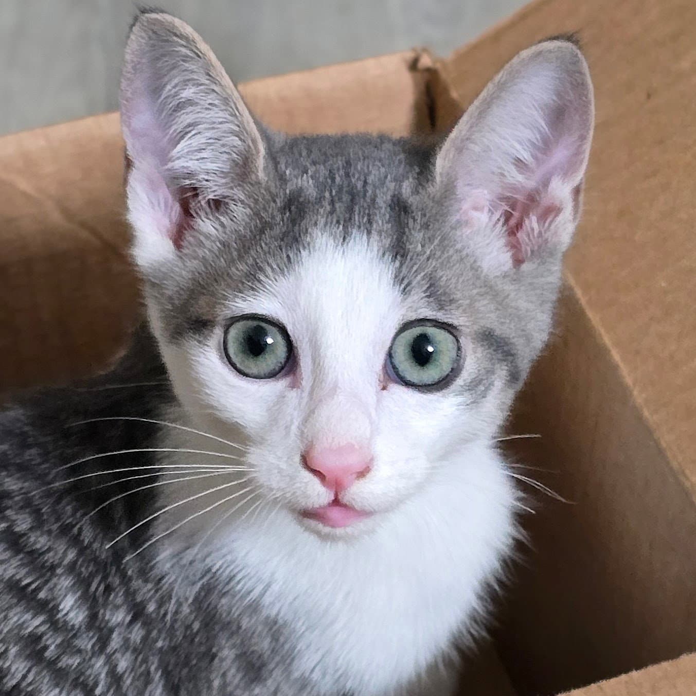 Codi (bonded w/ Denny)