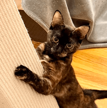 Kodiak (bonded w/ Chiniak)