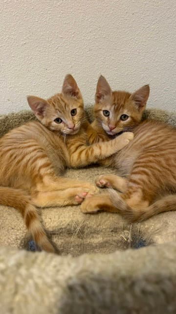 Cody & Webster (Courtesy Post)