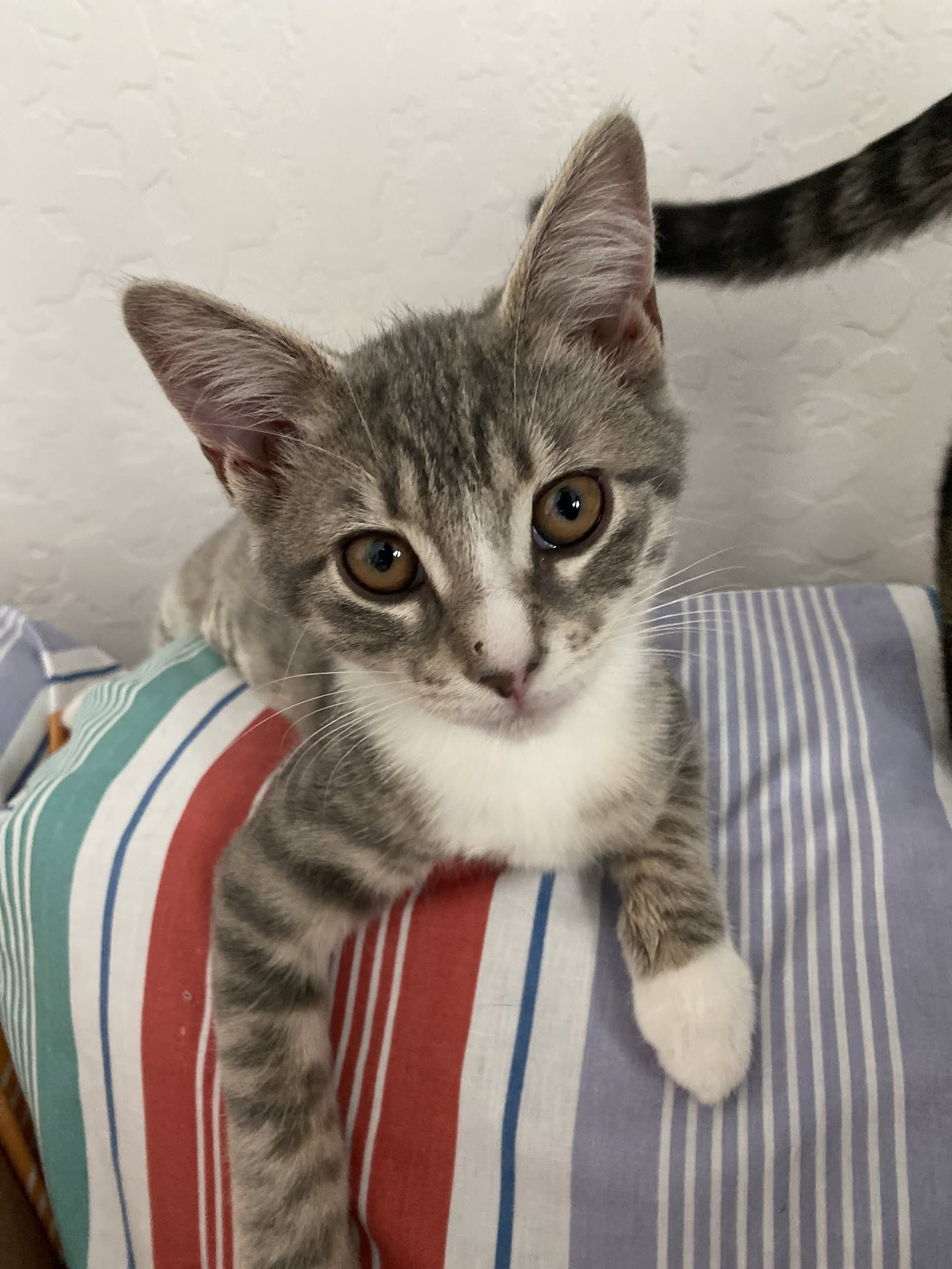 Darling Clementine (bonded w/ Magik)