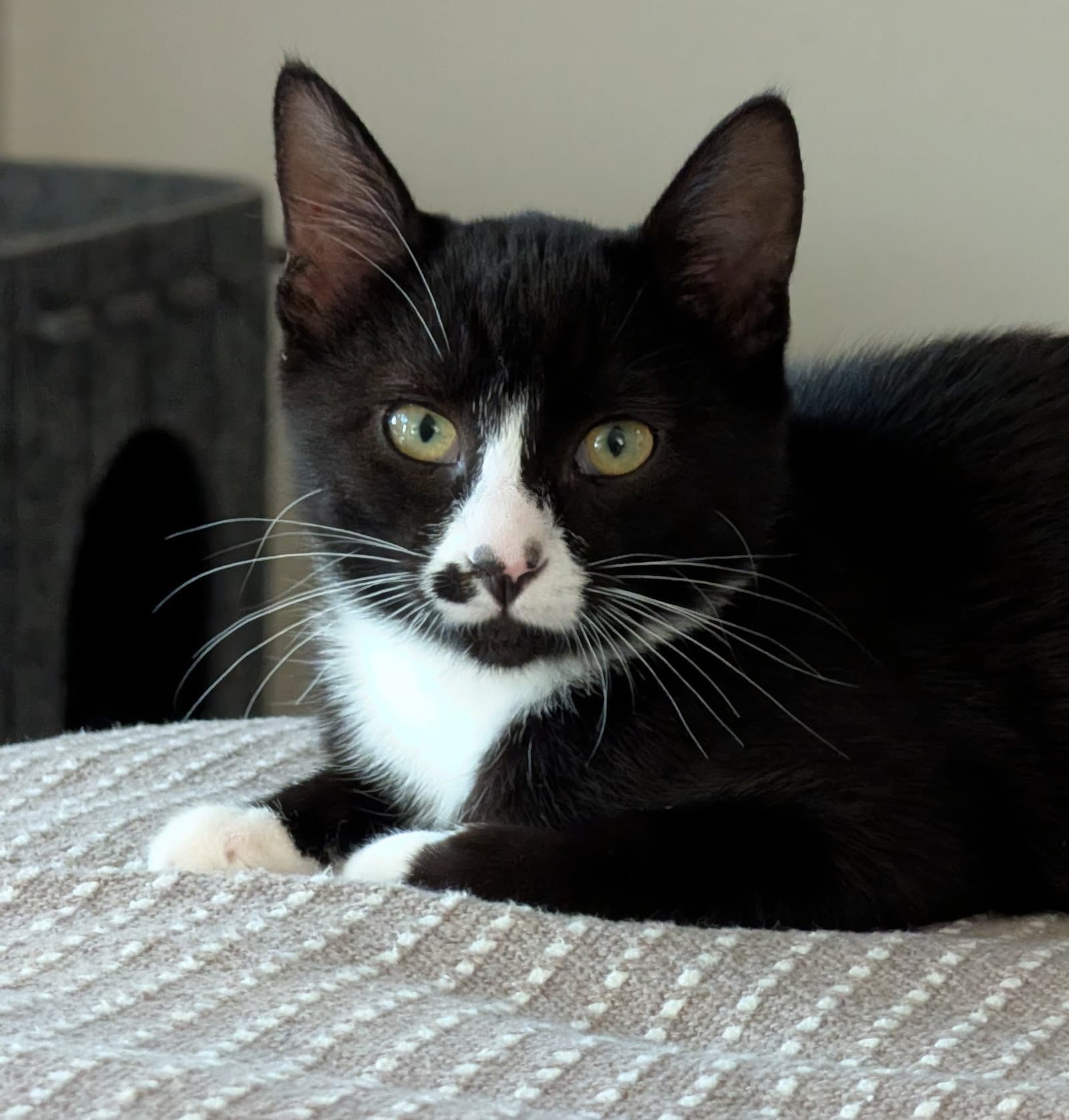 Juan Lennon (bonded w/ Lucia)