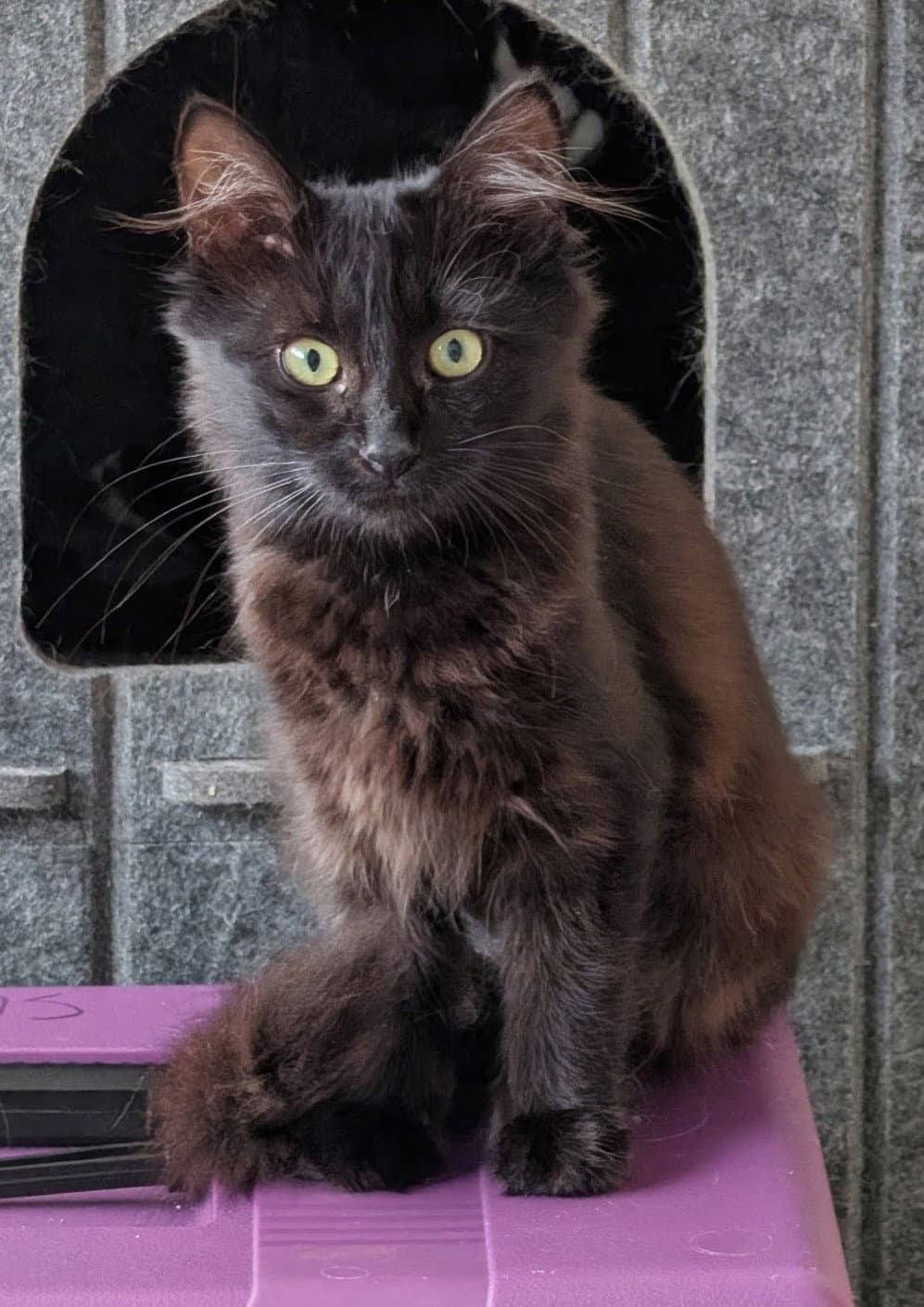 Lucia (bonded w/ Juan Lennon)