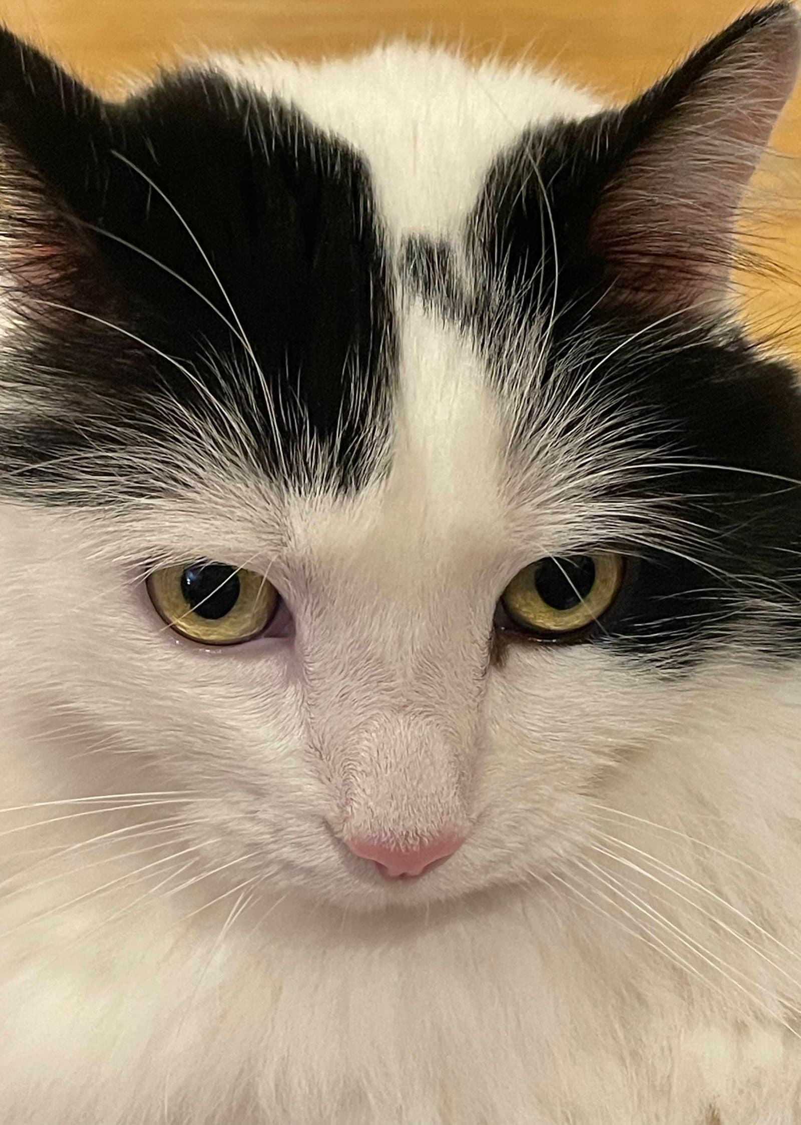 Oreo (Courtesy Post)