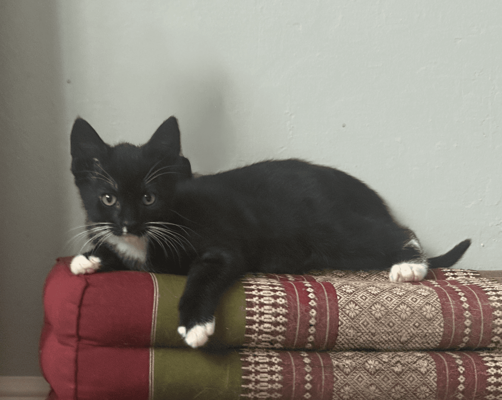 Clove bonded w/Larrya Lasagna