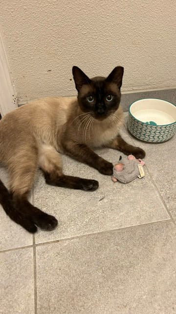 Sammy (Courtesy Post)