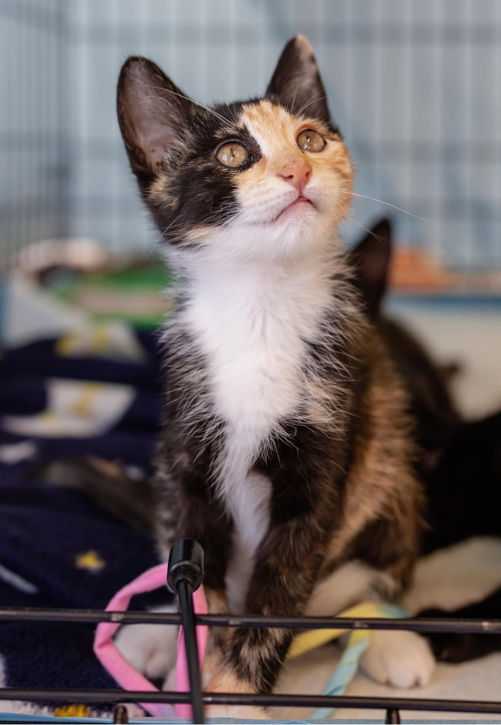 Smarty (bonded w/ Fiasco)