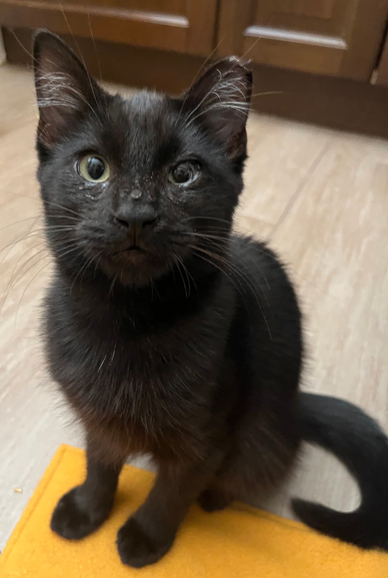 Mystic (bonded w/ Spark)