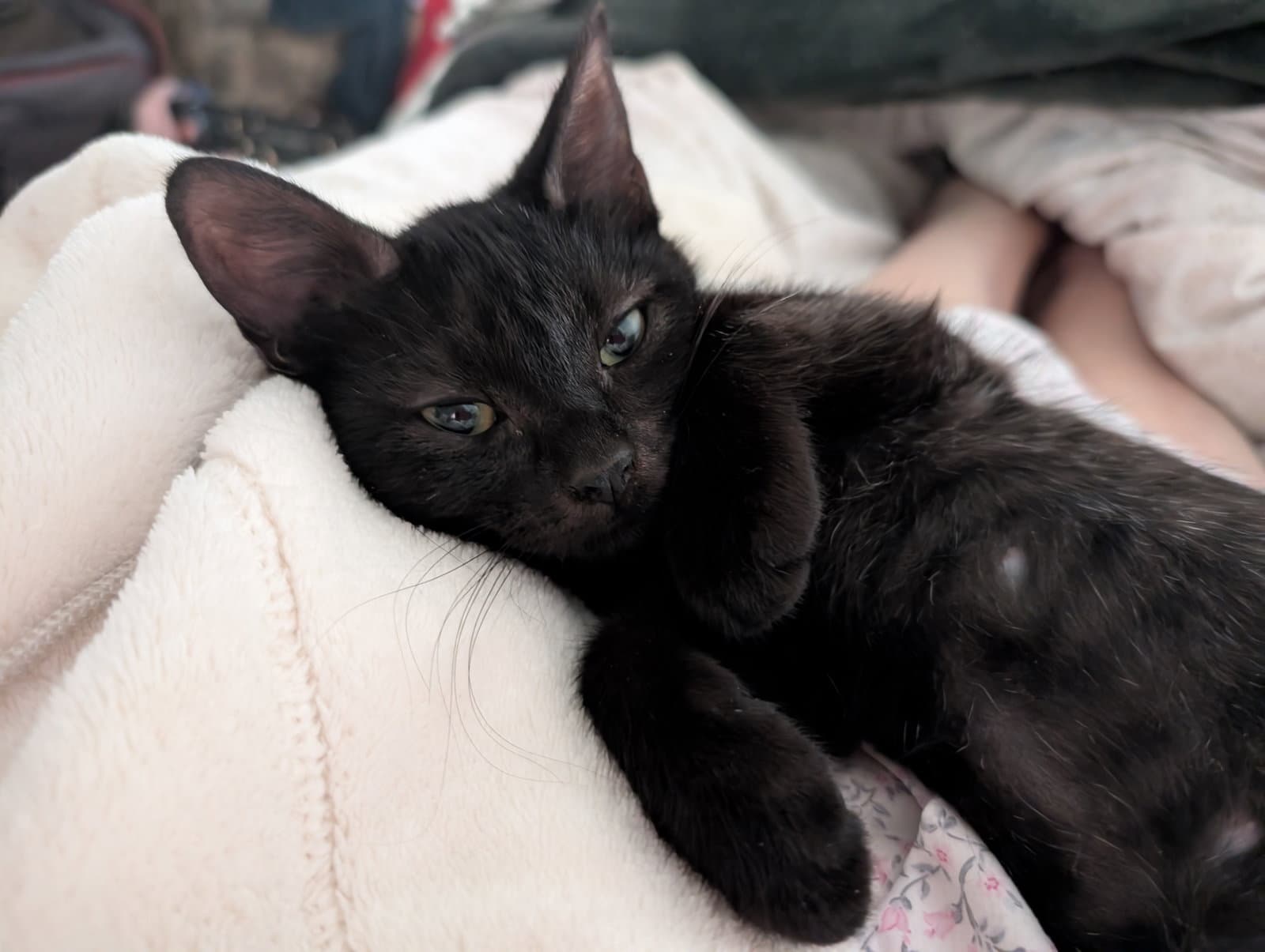 Lily Pad (bonded w/ Daisy Skye)