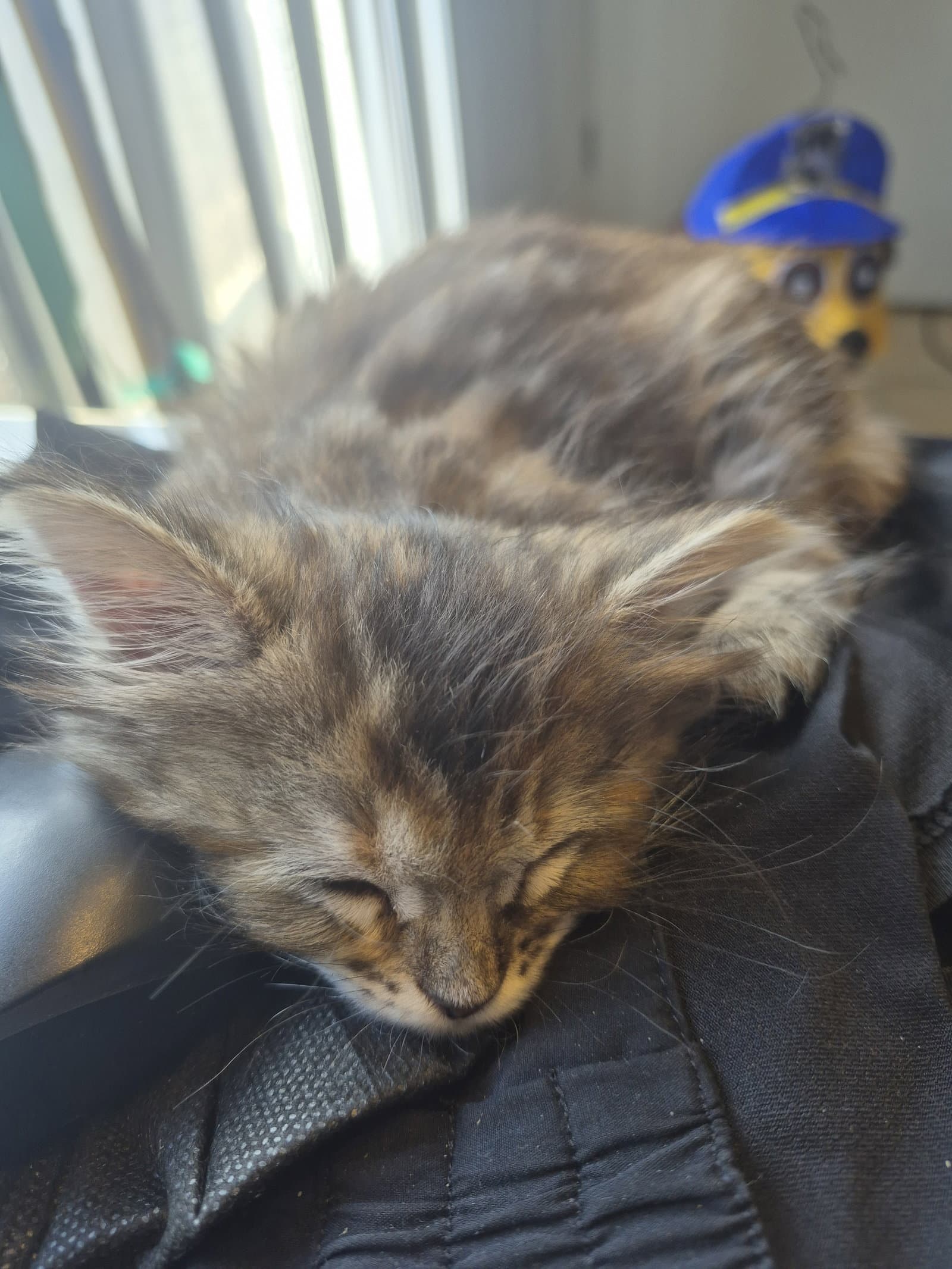 Tiger (bonded w/ Lion)