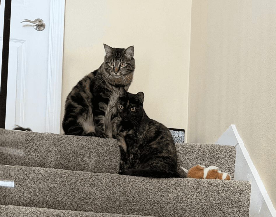Spooky & Spider (Courtesy Post)